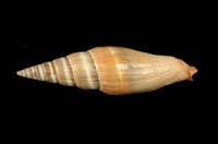 藏品(紅筆螺)的圖片